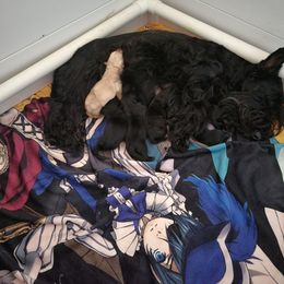 Scottish Terrier puppies from CARSTEN 'S Scottish Terriers