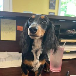 Murphy  - Dachshund