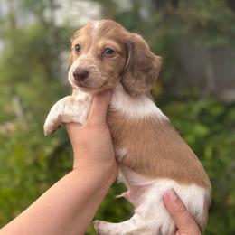 Frankie - Cream male Dachshund puppy in Wichita Falls, Texas from Long Dogs in The Falls
