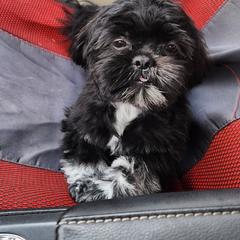 Shichon All Grown Up from Shichon Teddybear  puppies of Miss