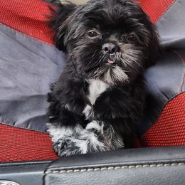 Shichon All Grown Up from Shichon Teddybear  puppies of Miss