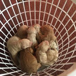 Poodle Puppies from Pampered Pawz
