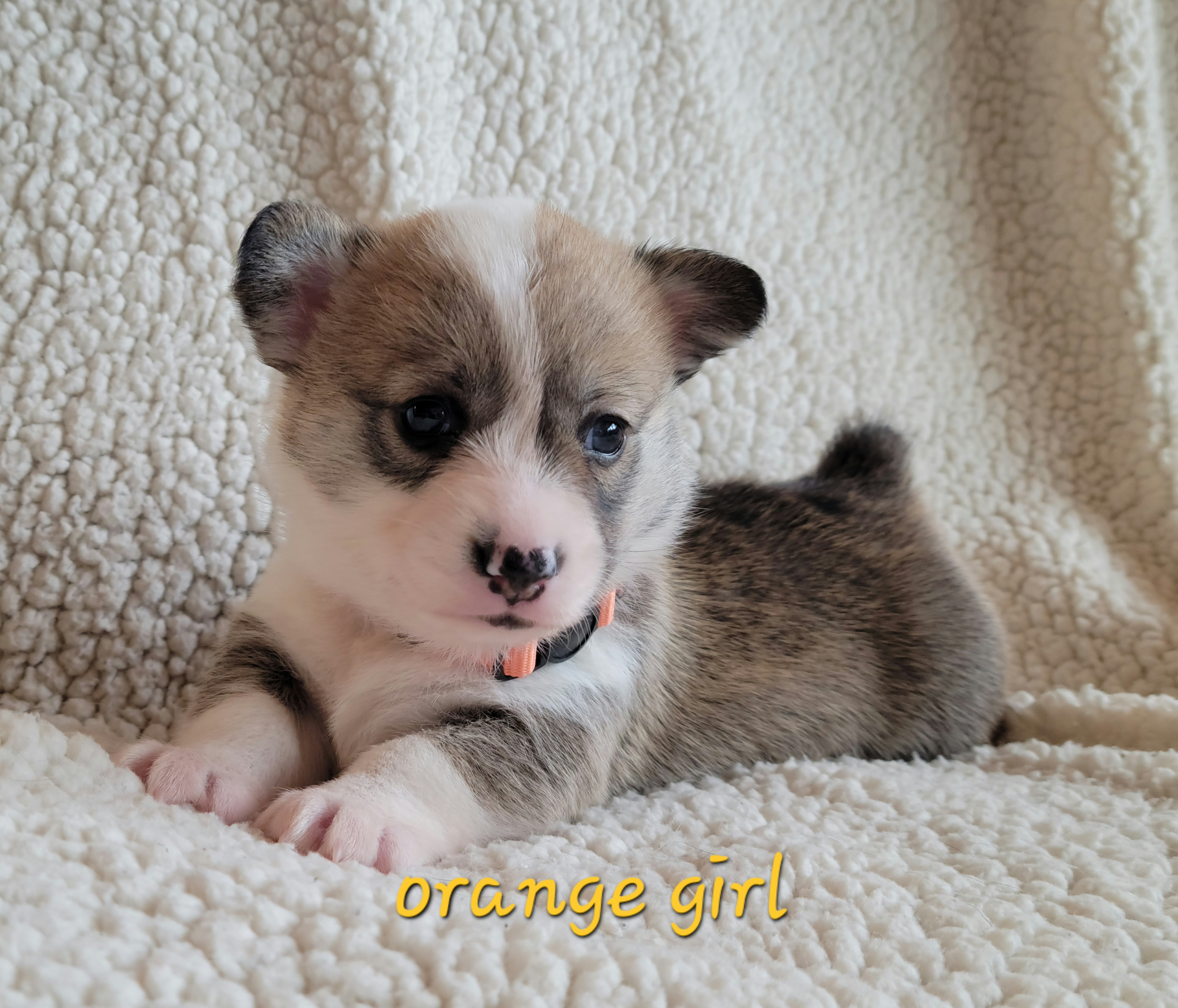Pembroke Welsh Corgi Puppies from Montana Corgi Corral