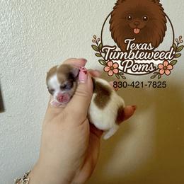 Sable Parti male - Cream parti male Pomeranian puppy in Eagle Pass, Texas from Texas Tumbleweed Poms