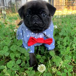 Pug Puppies from Pearly’s Pugs