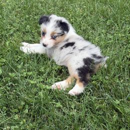 Lillies Q - Blue merle female Australian Shepherd puppy in Ashland, Ohio from SS Australian Shepherds