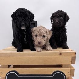 Jett - Black male Goldendoodle puppy in Rising Sun, Indiana from Ruby Lane Doodles