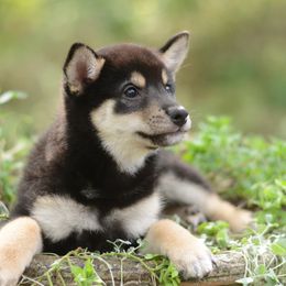 Toma 🩵 Black and Tan Boy - Black and tan male Shiba Inu puppy in Neosho, Missouri from Sunny Terrace Shibas