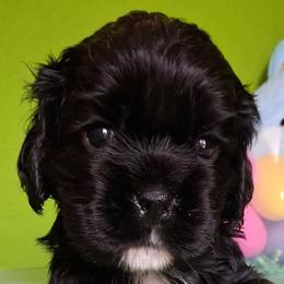 Willow - Black female Cocker Spaniel puppy in Crossville, Tennessee from Timber Sunrise Cockers