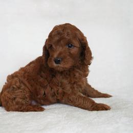 Comet - Red  male Goldendoodle puppy in Vancouver, Washington from Blissful Doodles