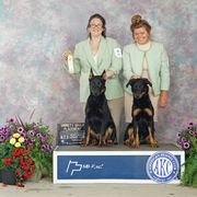 Beauceron Puppies from Eagle Valley Beaucerons