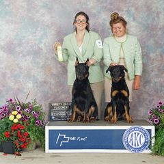 Beauceron Puppies from Eagle Valley Beaucerons
