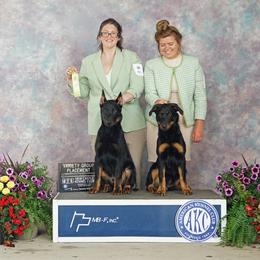 Beauceron Puppies from Eagle Valley Beaucerons