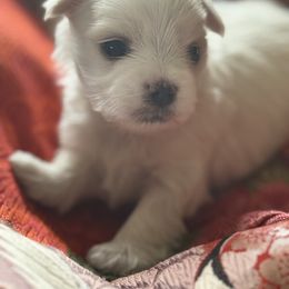 Bichon Frise, German Shepherd, and Maltese Puppies from Top Shepherd -Bichon Frisé-Maltise