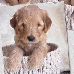 Boy 2 Romeo - Goldendoodle puppy in Grantville, Pennsylvania from Hershey PAw Doodles