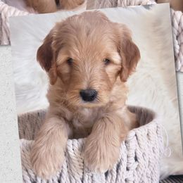 Boy 2 Romeo - Goldendoodle puppy in Grantville, Pennsylvania from Hershey PAw Doodles