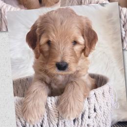 Boy 2 Romeo - Goldendoodle puppy in Grantville, Pennsylvania from Hershey PAw Doodles