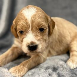 Atlas - Cream male Goldendoodle puppy in Ambrose, Georgia from Brandilyn's Aussies