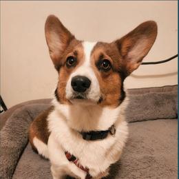 Sailor - Pembroke Welsh Corgi