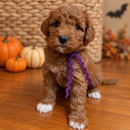 Eden - Red  female Goldendoodle puppy in Hendersonville, Tennessee from Ben's Best Buddy Goldendoodles