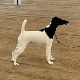Poppet - Smooth Fox Terrier