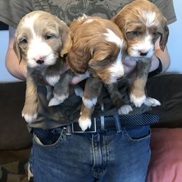 Goldendoodle Puppies from Magic Valley Goldendoodles