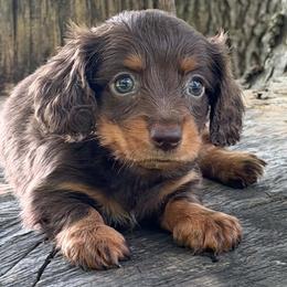 Boy 2 - male Dachshund puppy in Industry, Illinois from KDKs Kennels