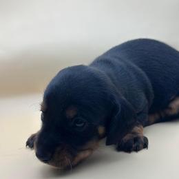 Dory - Black and tan female Dachshund puppy in Waycross, Georgia from Southern Paws