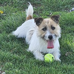CoJo - Russell Terrier