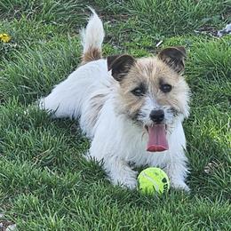 CoJo - Russell Terrier