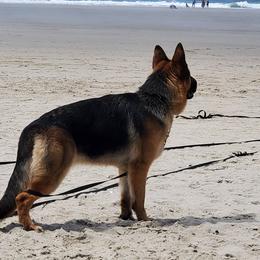 German Shepherd All Grown Up from Beau Ideal German Shepherds