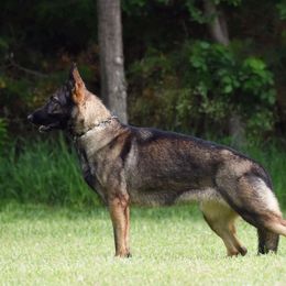 Salem - German Shepherd