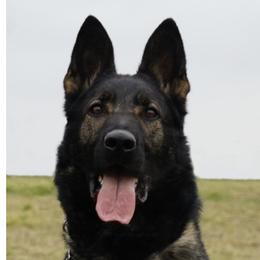Koty - German Shepherd