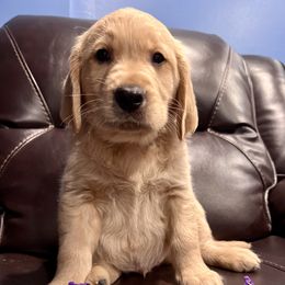 Golden Retriever Puppies from Renko Kennel