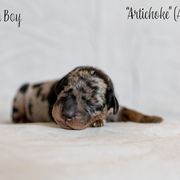 Artichoke (Artie) - Harlequin Beauceron puppy in Escondido, California from Wildfire Kennels
