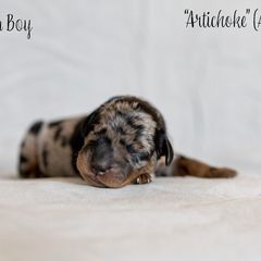 Artichoke (Artie) - Harlequin Beauceron puppy in Escondido, California from Wildfire Kennels