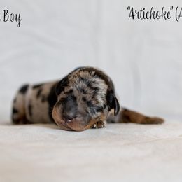 Artichoke (Artie) - Harlequin Beauceron puppy in Escondido, California from Wildfire Kennels