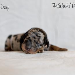 Artichoke (Artie) - Harlequin Beauceron puppy in Escondido, California from Wildfire Kennels