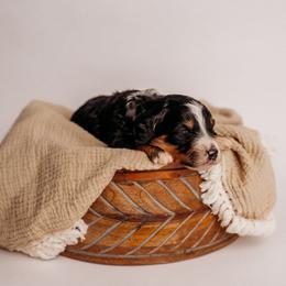 Bennett - Tri-color male Bernedoodle puppy in Grants Pass, Oregon from Royal Empire Bernedoodles