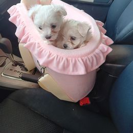 Maltese Puppies from Desrosier