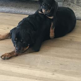 Rottweiler Puppies from Alpha Co. Rottweilers
