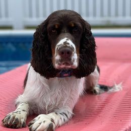 Athena - English Springer Spaniel
