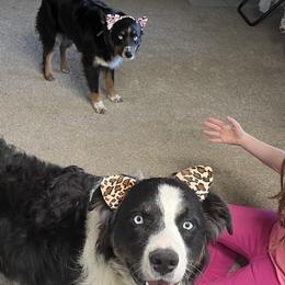 Australian Shepherds from BAB Farm Aussies