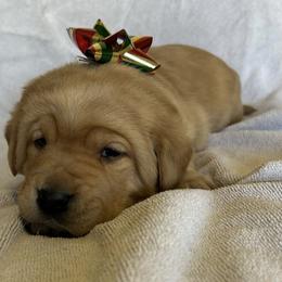 Slater - Yellow male Labrador Retriever puppy in Alcester, South Dakota from Theresa Rhodes
