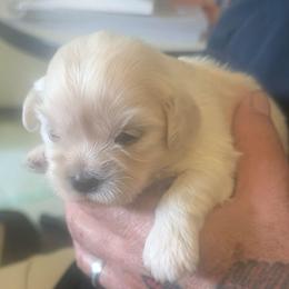 Jamie - Cream female Lhasa Apso puppy in Fort Worth, Texas from Cynthia's Lhasa Apsos