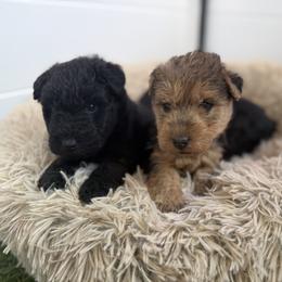 Black and Tan Colored Female - Black and tan female Lakeland Terrier puppy in Marshallville, Ohio from Anne's Pups