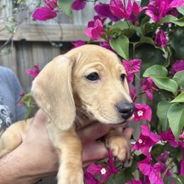 Akc Ozzy - Dapple male Dachshund puppy in Tampa, Florida from Sunkissed Doxies