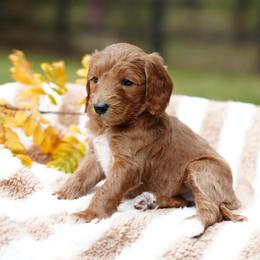 Lila - Red  female Goldendoodle puppy in Spokane, Washington from Puppy Love