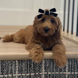 Gia - Red  female Goldendoodle puppy in Salem, Utah from Karmadoodlee