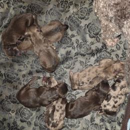 Female - Chocolate female Havapoo puppy in Medina, Ohio from Momma's Mastiffs